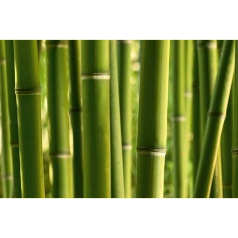 Bamboo M