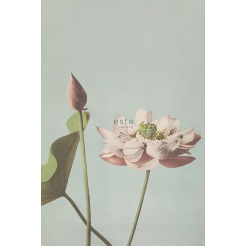 Esta Home Blush Lotus Flower 158890