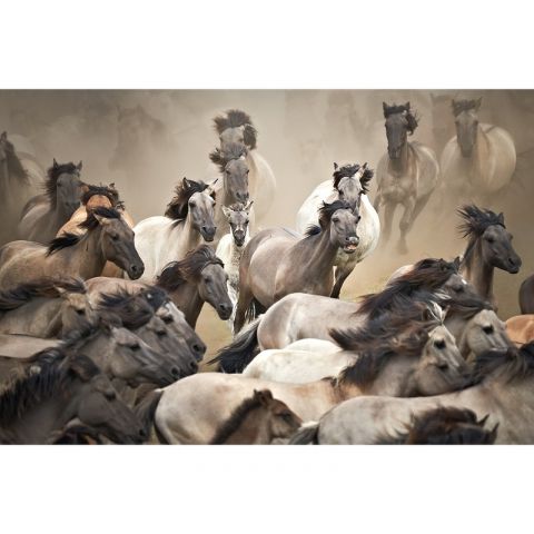 AP Digital II Wild Horses 499