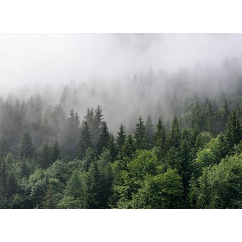 AS Creation Designwalls - Foggy Fir Trees