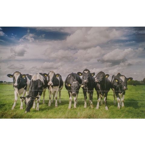 Farm Dutch Cows