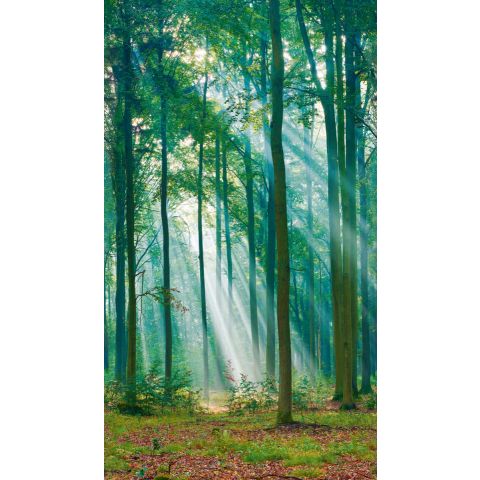 GRANDECO YOUNG EDITION MURAL PHOTO REALISTIC - PHOTOGRAPHIC TREES ML6301