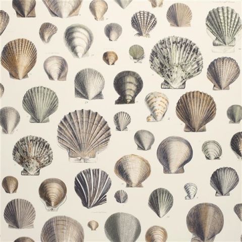 John Derian Picture Book Wallpapers - Captain Thomas Brown's Shells PJD6000/02